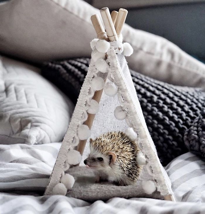 Cinnamon The Hedgehog Is Living Her Best Life, Here’s Her Average Day (17 Pics) Cinnamon The Hedgehog Is Living Her Best Life, Here’s Her Average Day (17 Pics)