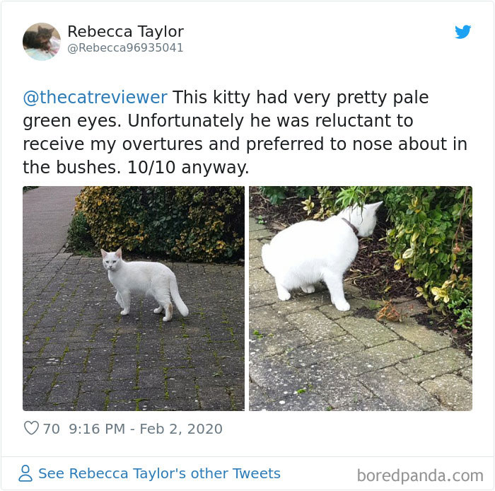 People-Review-Cats-Thecatreviewer