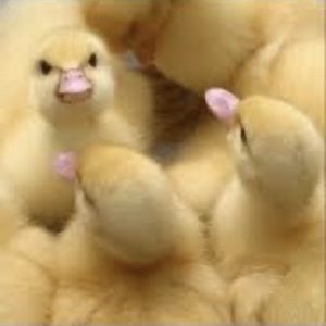 alainamaguire avatar