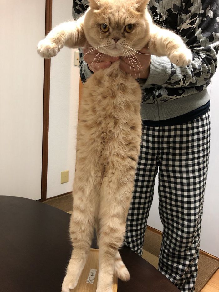 The Law That Makes Your Face Round When You Stretch Your Body