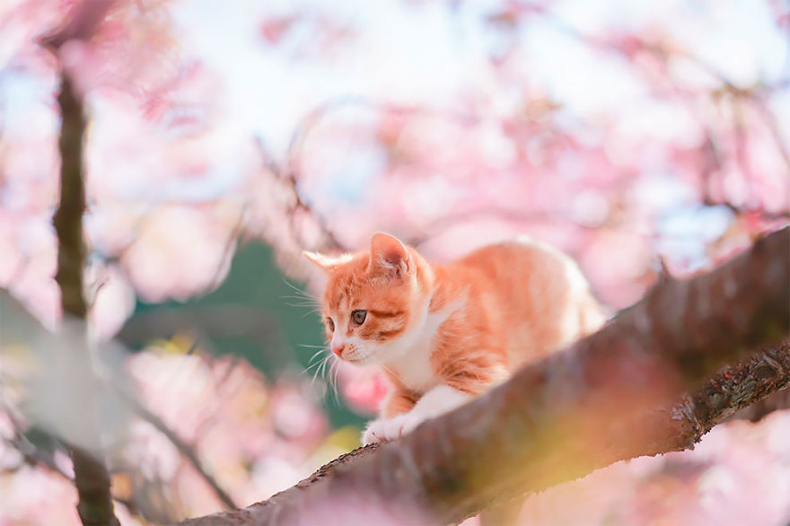 This Photographer Captured Two Adorable Kittens Having Fun On Cherry Blossoms In Tokyo This Photographer Captured Two Adorable Kittens Having Fun On Cherry Blossoms In Tokyo