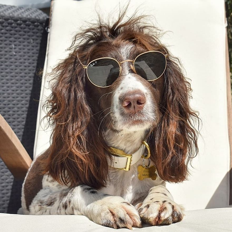 This Cute Dog Has Such Fabulous Hair That It Has Made Him Instagram Famous This Cute Dog Has Such Fabulous Hair That It Has Made Him Instagram Famous