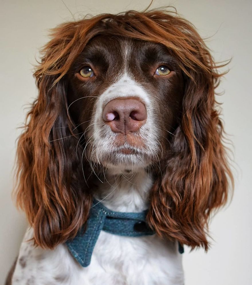 This Cute Dog Has Such Fabulous Hair That It Has Made Him Instagram Famous This Cute Dog Has Such Fabulous Hair That It Has Made Him Instagram Famous