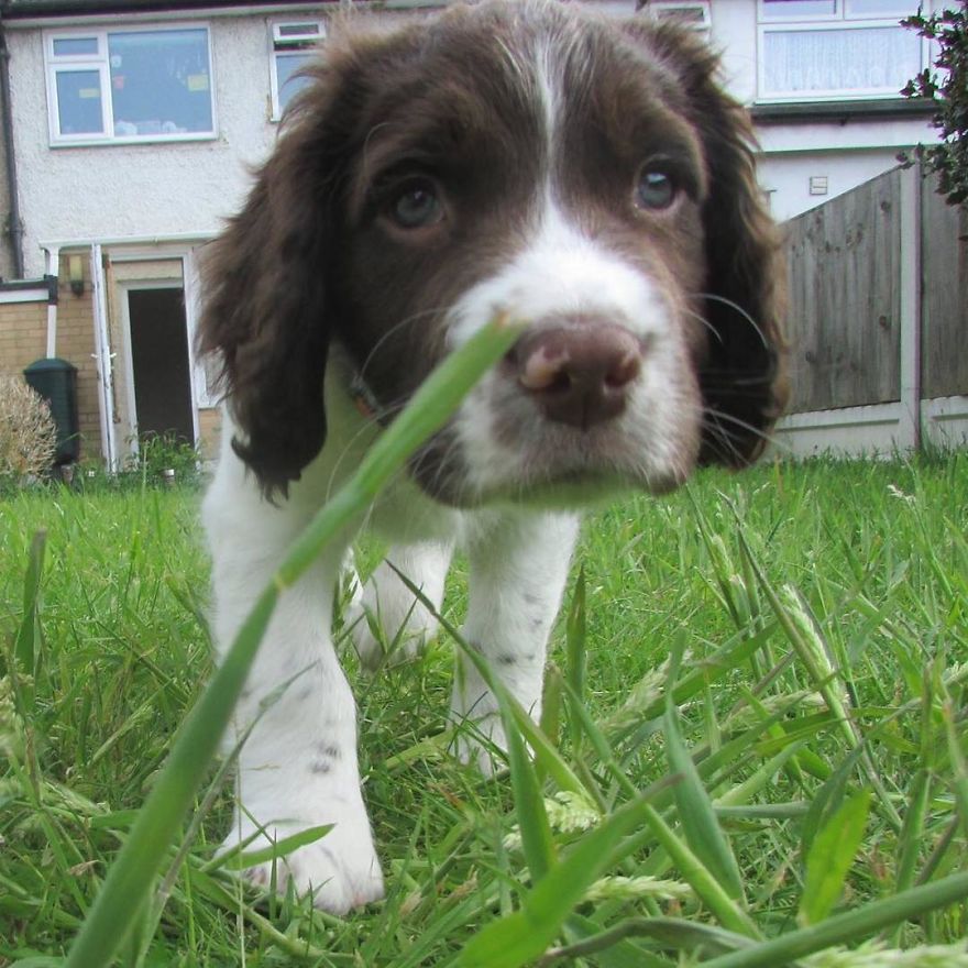 This Cute Dog Has Such Fabulous Hair That It Has Made Him Instagram Famous This Cute Dog Has Such Fabulous Hair That It Has Made Him Instagram Famous