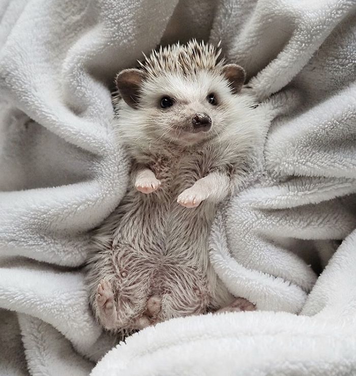 Cinnamon The Hedgehog Is Living Her Best Life, Here&rsquo;s Her Average Day (17 Pics)
