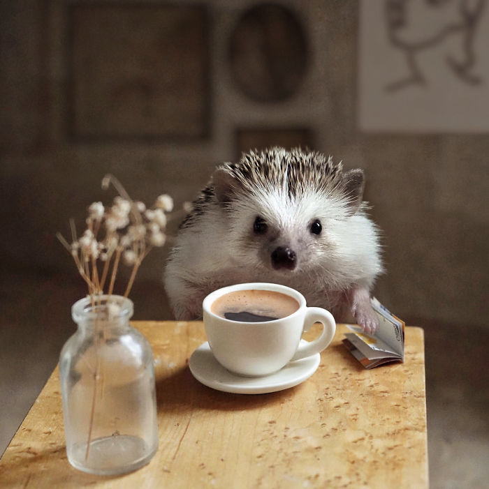 Cinnamon The Hedgehog Is Living Her Best Life, Here&rsquo;s Her Average Day (17 Pics)
