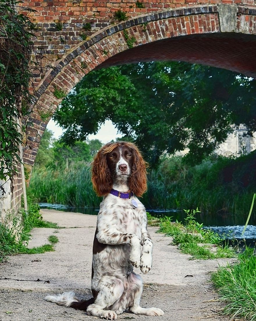 This Cute Dog Has Such Fabulous Hair That It Has Made Him Instagram Famous This Cute Dog Has Such Fabulous Hair That It Has Made Him Instagram Famous
