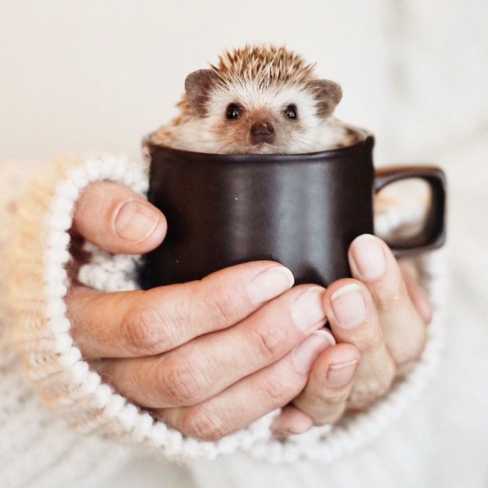 Cinnamon The Hedgehog Is Living Her Best Life, Here&rsquo;s Her Average Day (17 Pics)