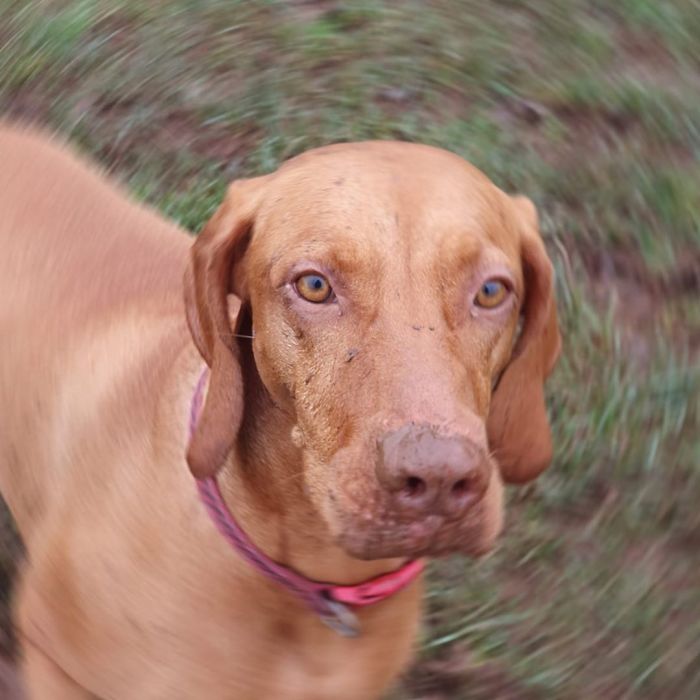 Guy Sets Up A Dog-Walking Group For Men Who Need A Companion To Open Up About Their Problems