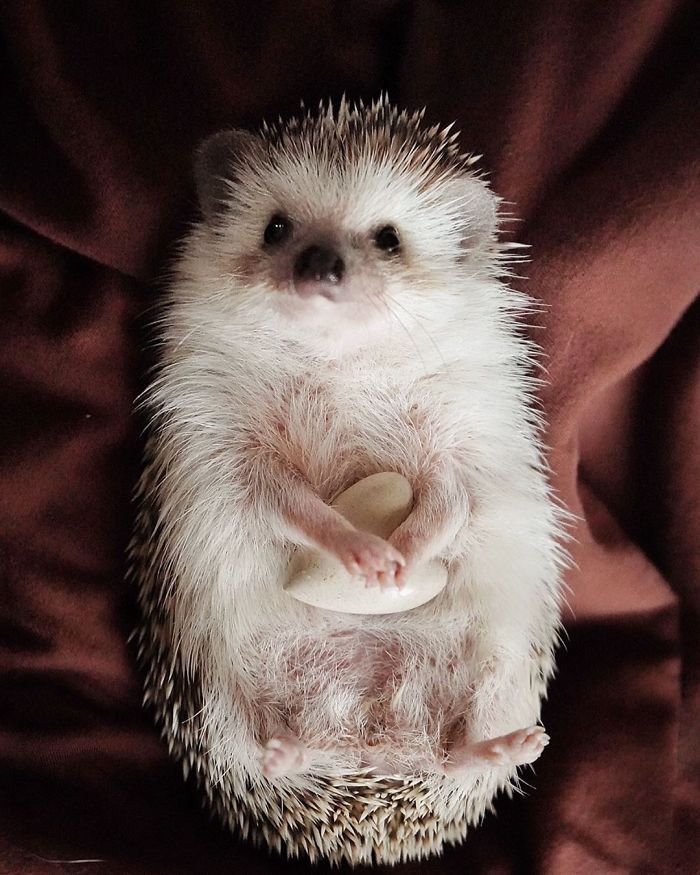 Cinnamon The Hedgehog Is Living Her Best Life, Here’s Her Average Day (17 Pics) Cinnamon The Hedgehog Is Living Her Best Life, Here’s Her Average Day (17 Pics)