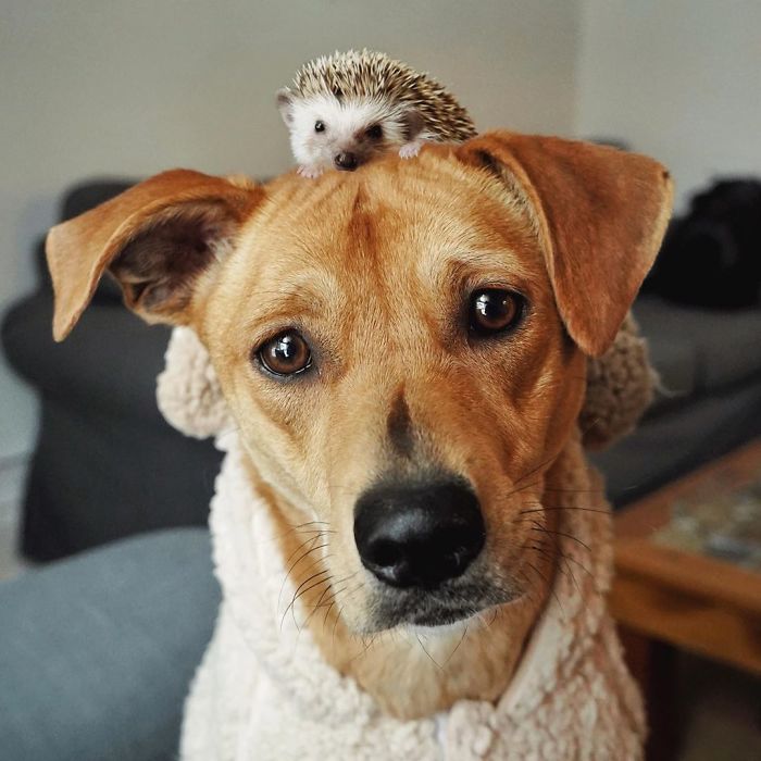 Cinnamon The Hedgehog Is Living Her Best Life, Here&rsquo;s Her Average Day (17 Pics)