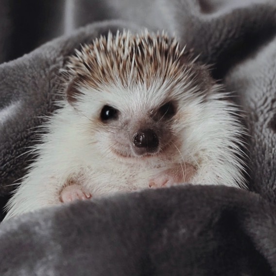 Cinnamon The Hedgehog Is Living Her Best Life, Here&rsquo;s Her Average Day (17 Pics)