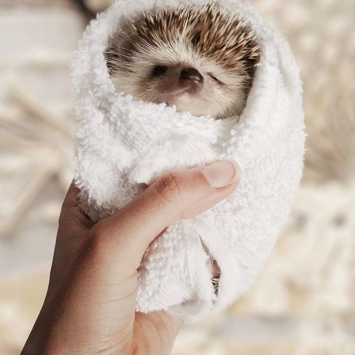 Cinnamon The Hedgehog Is Living Her Best Life, Here’s Her Average Day (17 Pics) Cinnamon The Hedgehog Is Living Her Best Life, Here’s Her Average Day (17 Pics)