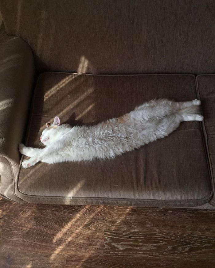 Is This A Cat Or A Noodle?