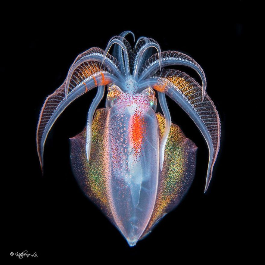  Macro Category: 'Dancing In The Dark' By Katherine Lu, USA