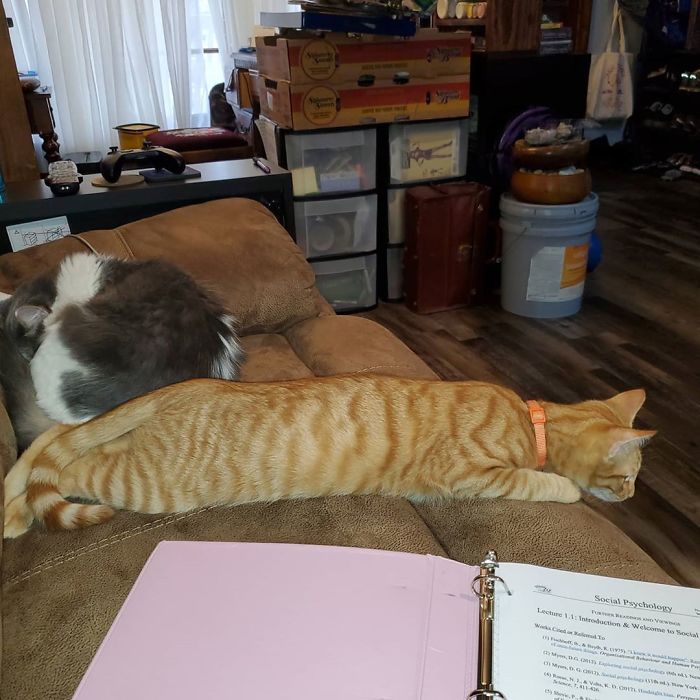 George Is A Long Cat