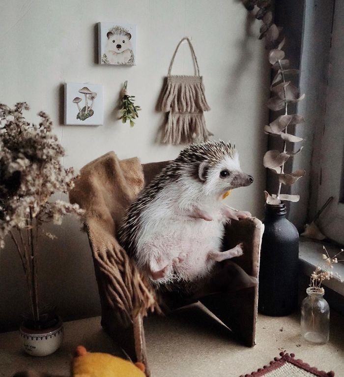 Cinnamon The Hedgehog Is Living Her Best Life, Here’s Her Average Day (17 Pics) Cinnamon The Hedgehog Is Living Her Best Life, Here’s Her Average Day (17 Pics)