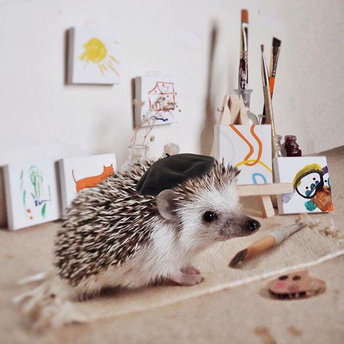 Cinnamon The Hedgehog Is Living Her Best Life, Here&rsquo;s Her Average Day (17 Pics)