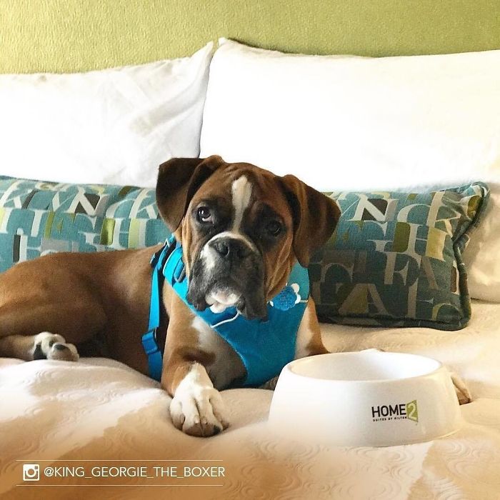 Hotel-Guests-Foster-Dogs-Adoption