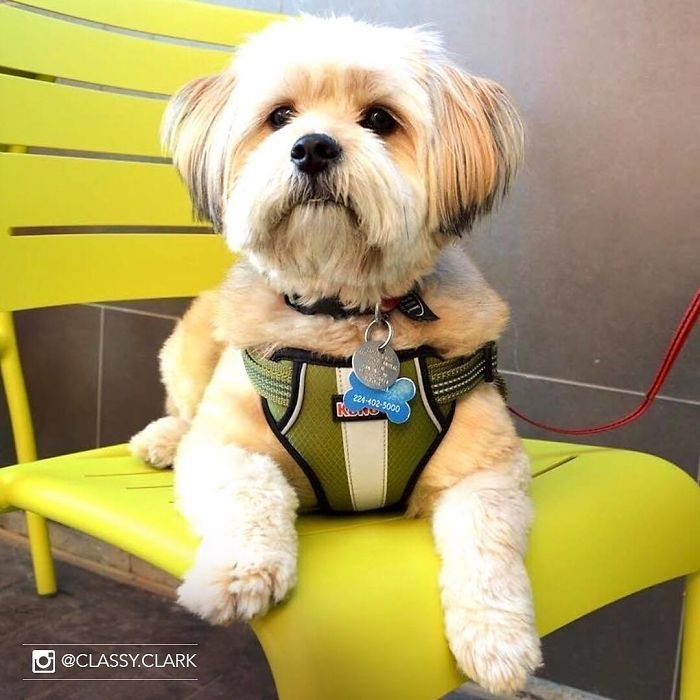 Hotel-Guests-Foster-Dogs-Adoption