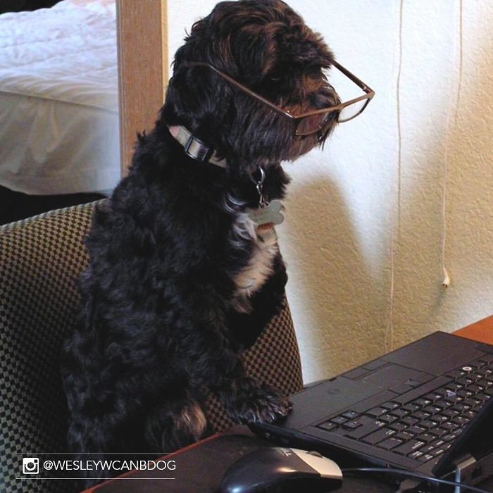 Hotel-Guests-Foster-Dogs-Adoption