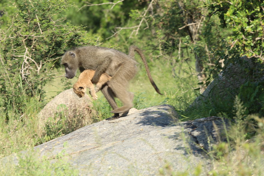 Baboon Spotted Carrying A Lion Cub Just Like From 'The Lion King', But Unfortunately, The Reality Is Not As Happy