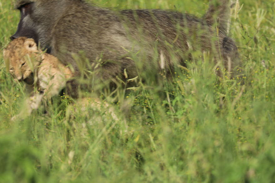 Baboon Spotted Carrying A Lion Cub Just Like From 'The Lion King', But Unfortunately, The Reality Is Not As Happy