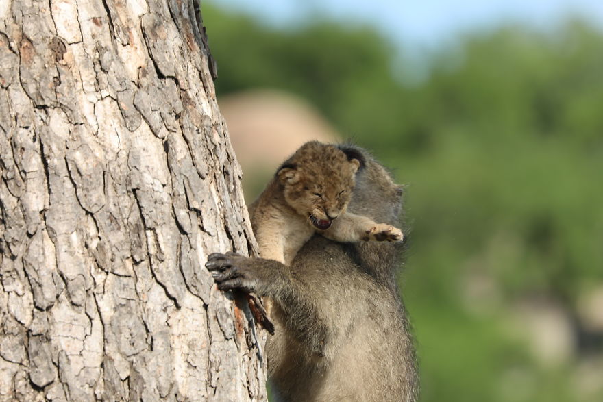 Baboon Spotted Carrying A Lion Cub Just Like From 'The Lion King', But Unfortunately, The Reality Is Not As Happy