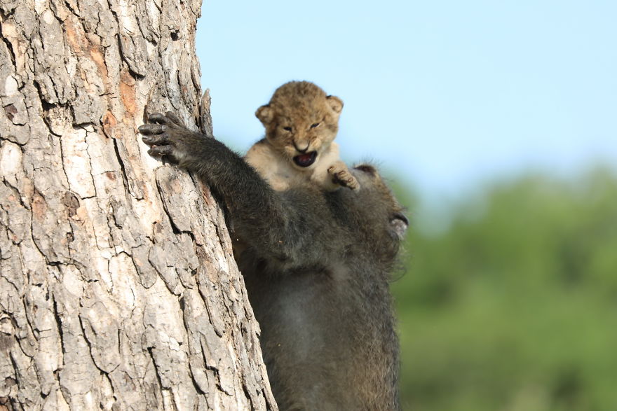 Baboon Spotted Carrying A Lion Cub Just Like From 'The Lion King', But Unfortunately, The Reality Is Not As Happy