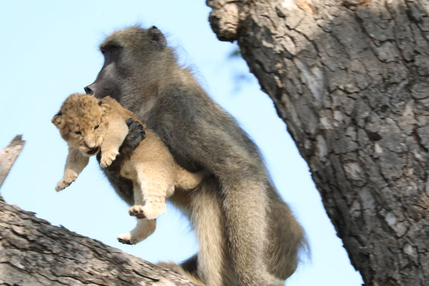 Baboon Spotted Carrying A Lion Cub Just Like From 'The Lion King', But Unfortunately, The Reality Is Not As Happy