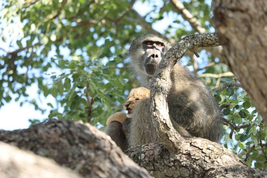 Baboon Spotted Carrying A Lion Cub Just Like From 'The Lion King', But Unfortunately, The Reality Is Not As Happy