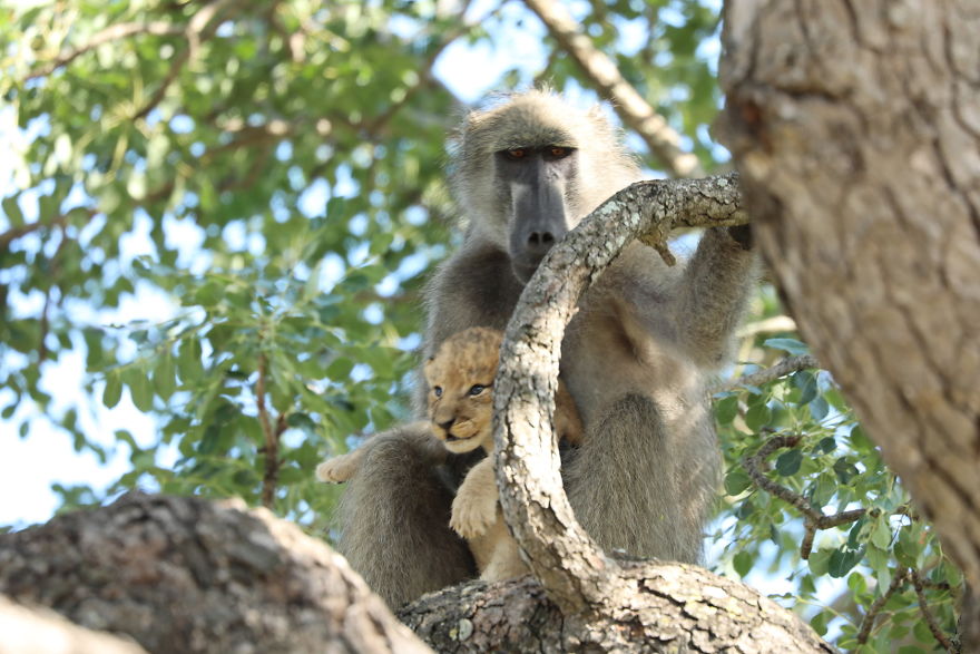 Baboon Spotted Carrying A Lion Cub Just Like From 'The Lion King', But Unfortunately, The Reality Is Not As Happy