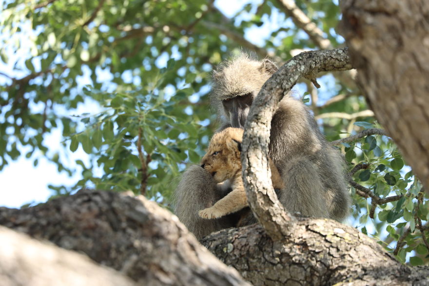 Baboon Spotted Carrying A Lion Cub Just Like From 'The Lion King', But Unfortunately, The Reality Is Not As Happy