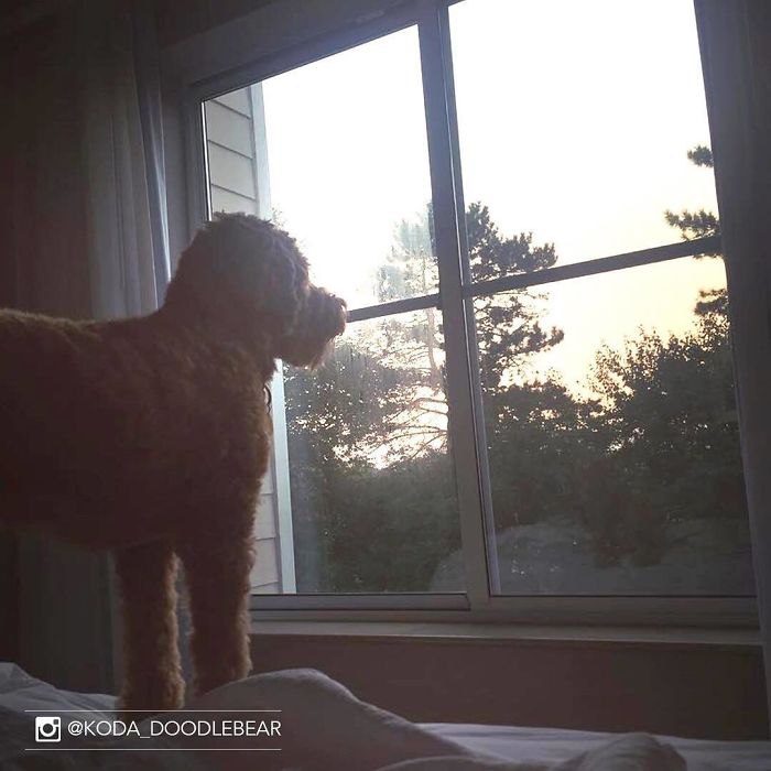 Hotel-Guests-Foster-Dogs-Adoption