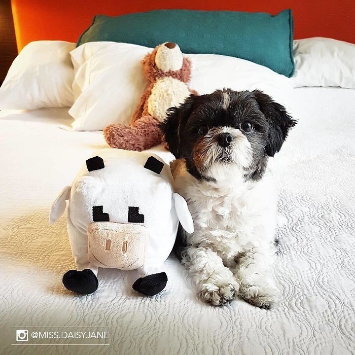 Hotel-Guests-Foster-Dogs-Adoption