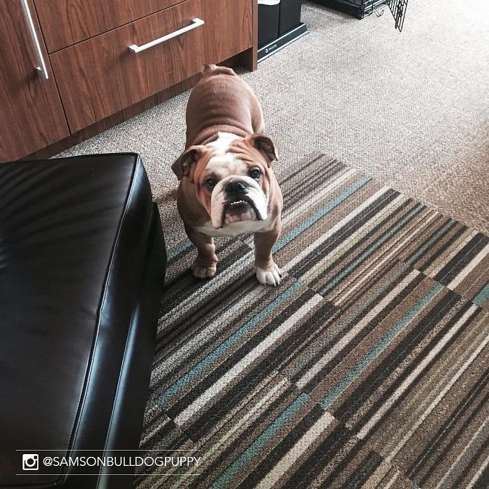 Hotel-Guests-Foster-Dogs-Adoption