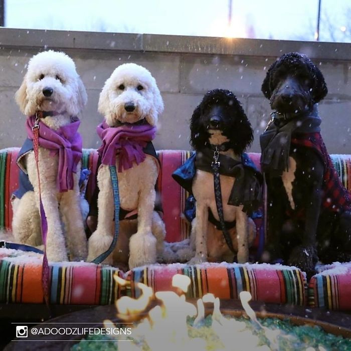 Hotel-Guests-Foster-Dogs-Adoption