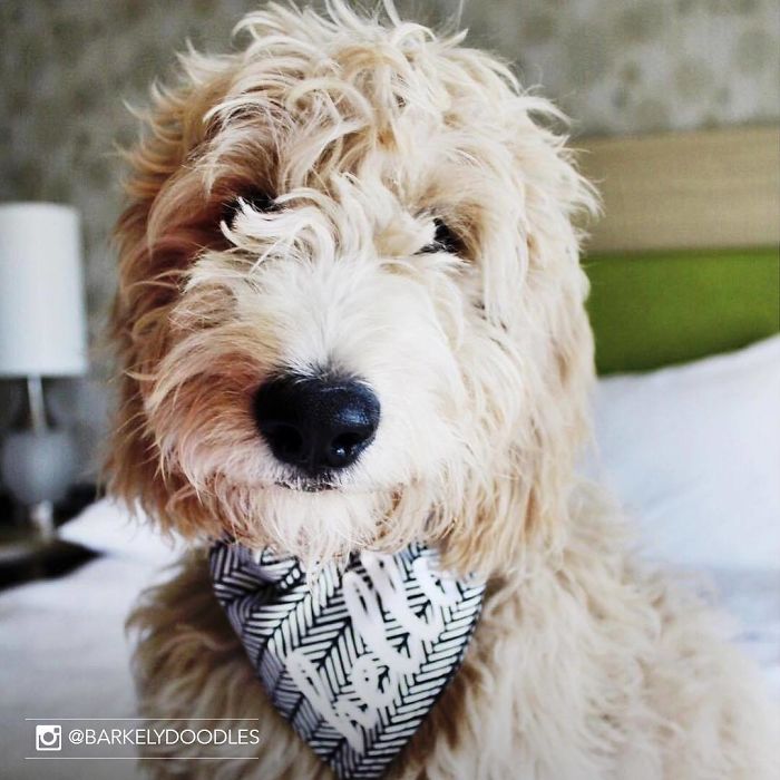 Hotel-Guests-Foster-Dogs-Adoption