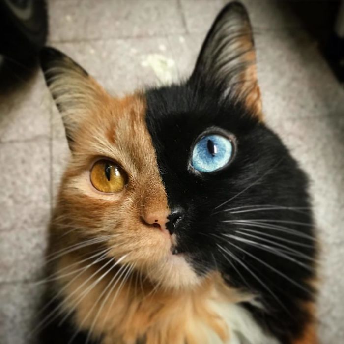 Quimera Cat