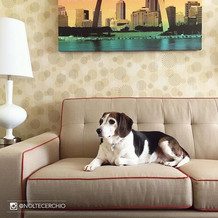 Hotel-Guests-Foster-Dogs-Adoption