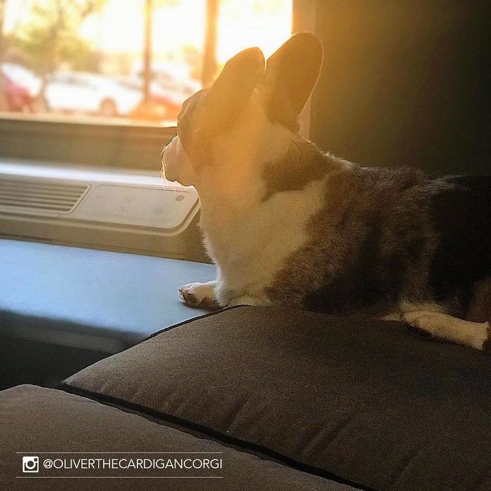 Hotel-Guests-Foster-Dogs-Adoption