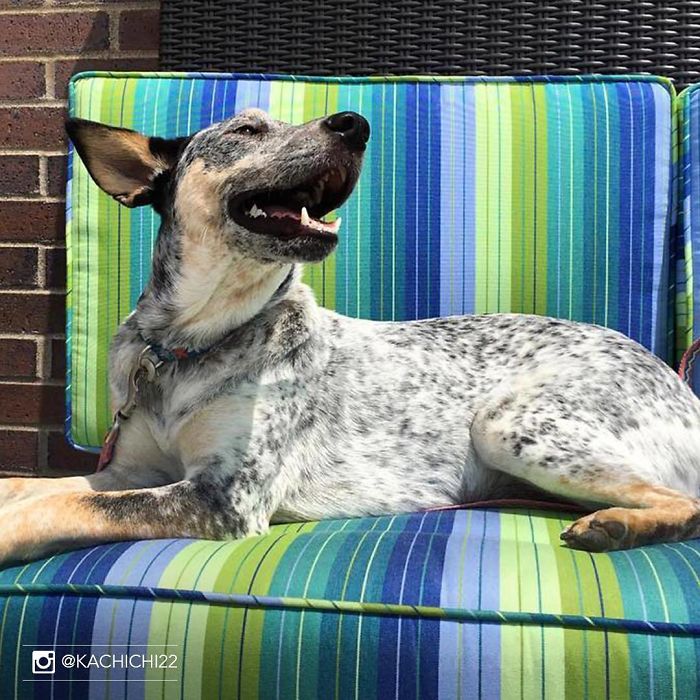 Hotel-Guests-Foster-Dogs-Adoption