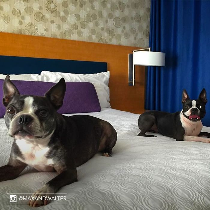 Hotel-Guests-Foster-Dogs-Adoption