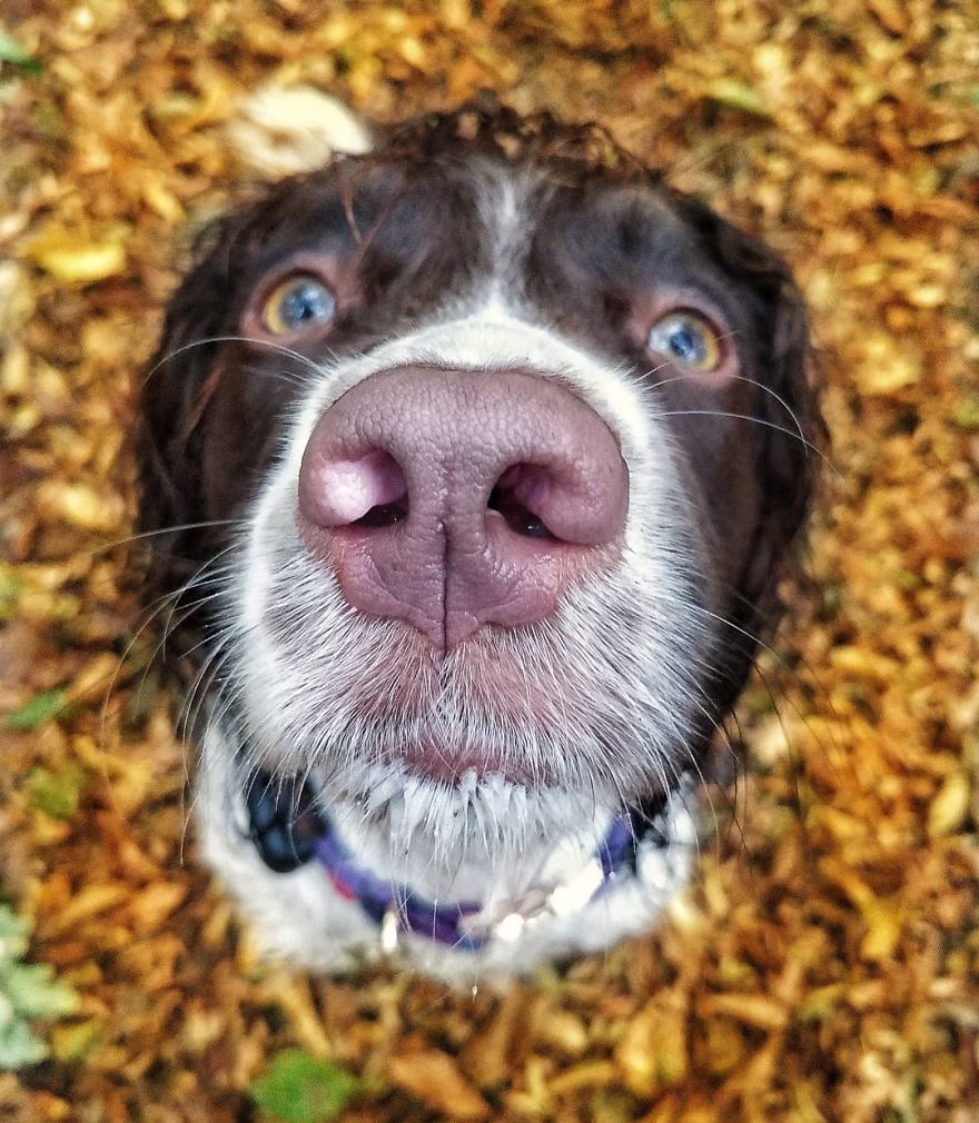 This Cute Dog Has Such Fabulous Hair That It Has Made Him Instagram Famous This Cute Dog Has Such Fabulous Hair That It Has Made Him Instagram Famous