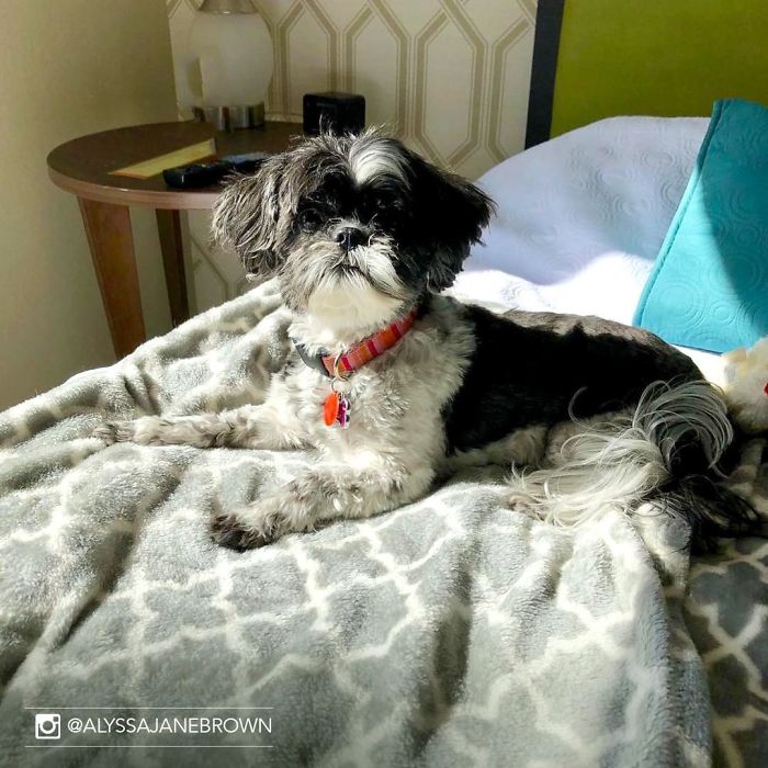 Hotel-Guests-Foster-Dogs-Adoption