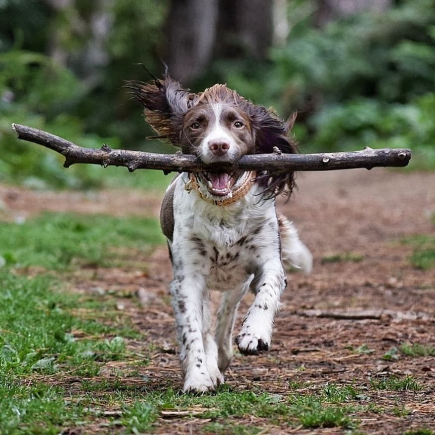 This Cute Dog Has Such Fabulous Hair That It Has Made Him Instagram Famous This Cute Dog Has Such Fabulous Hair That It Has Made Him Instagram Famous