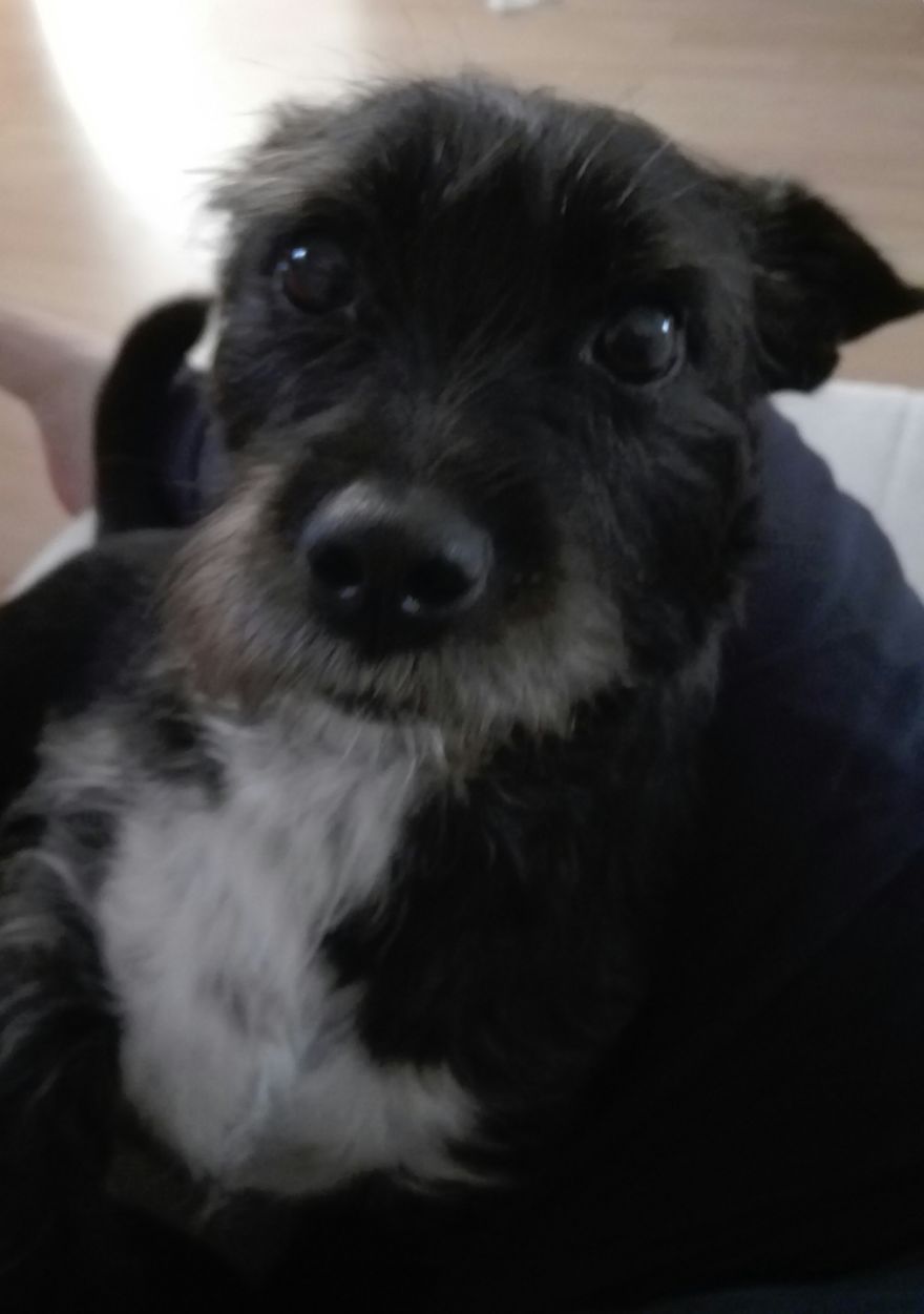 Bored Chicka Wants To Say Hello To Bored Pandas!