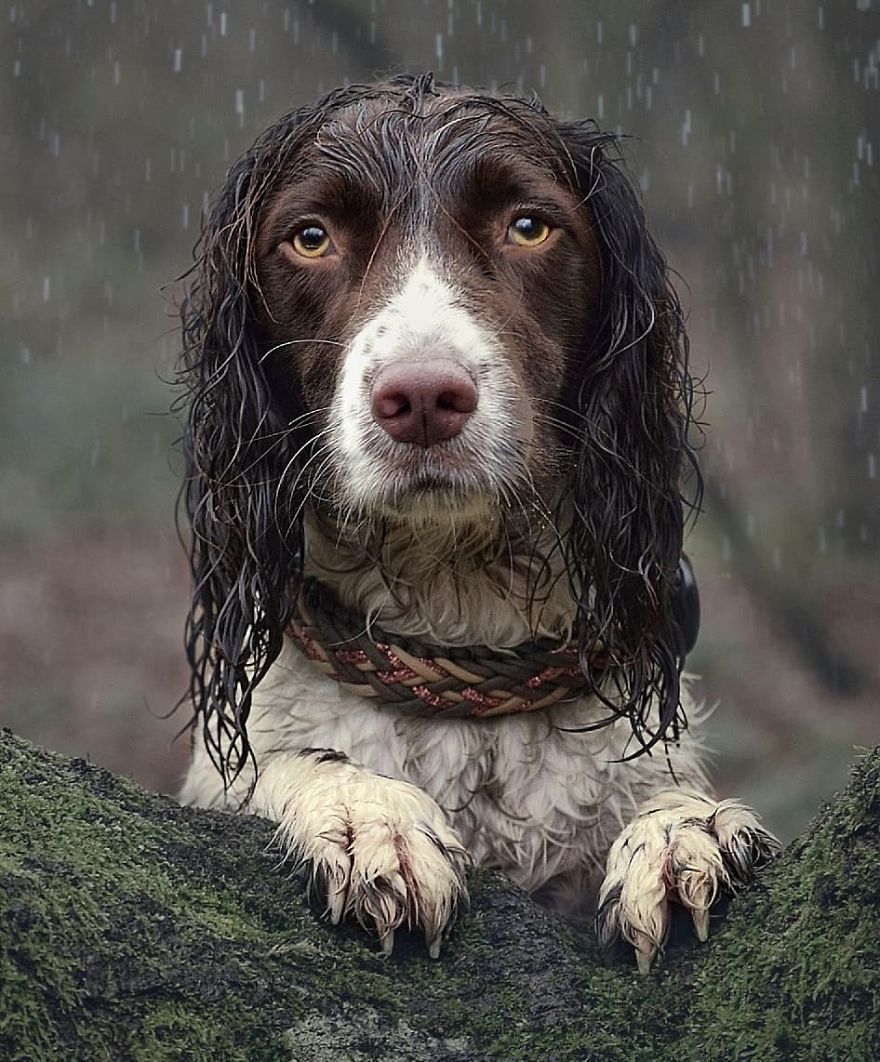 This Cute Dog Has Such Fabulous Hair That It Has Made Him Instagram Famous This Cute Dog Has Such Fabulous Hair That It Has Made Him Instagram Famous