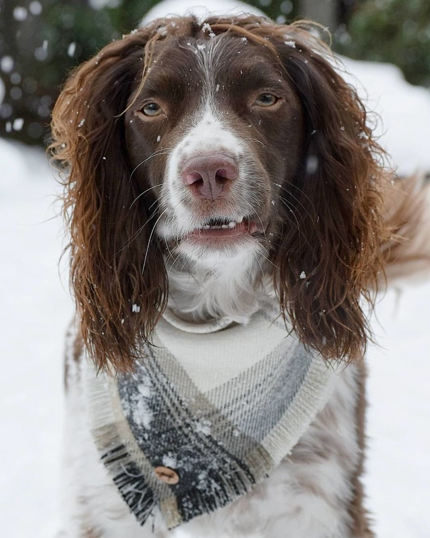 This Cute Dog Has Such Fabulous Hair That It Has Made Him Instagram Famous This Cute Dog Has Such Fabulous Hair That It Has Made Him Instagram Famous