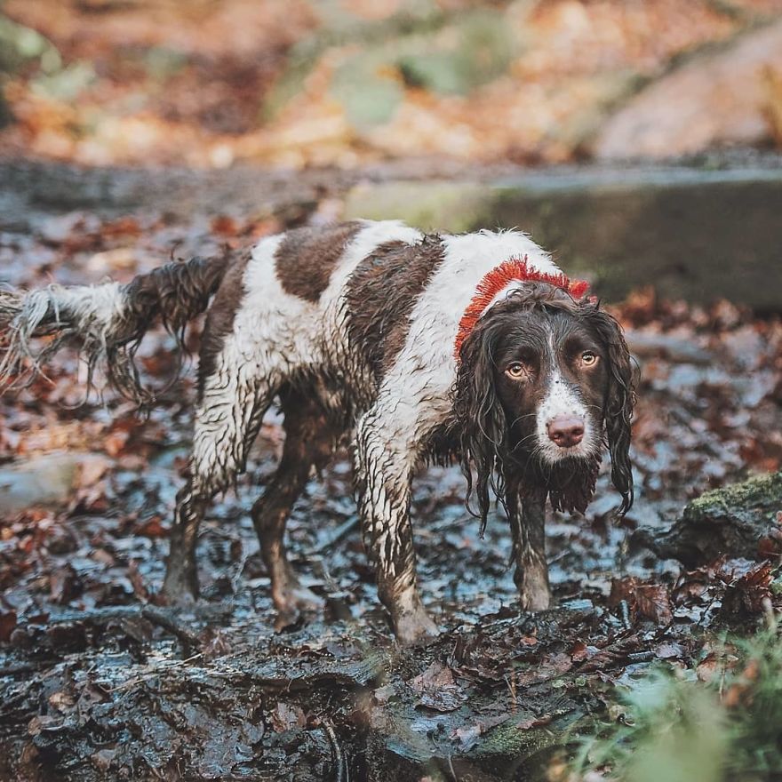 This Cute Dog Has Such Fabulous Hair That It Has Made Him Instagram Famous This Cute Dog Has Such Fabulous Hair That It Has Made Him Instagram Famous